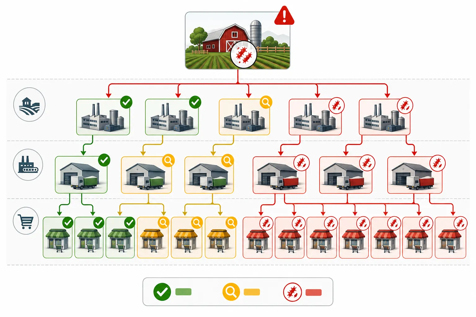 Contamination source cascading through multiple downstream food supply chain tiers